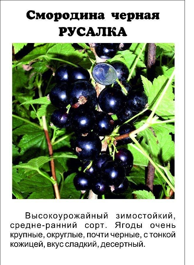 Ягоды сорта &laquo;Русалка&raquo;