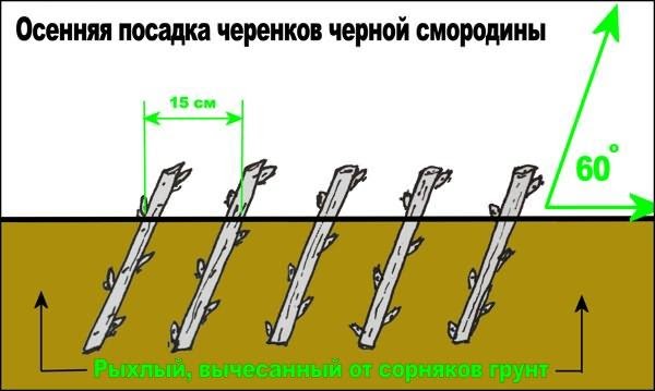 Посадка черенков черной смородины