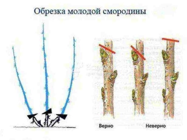 Обрезка молодой смородины