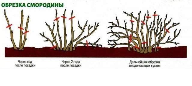 Схема обрезки смородины