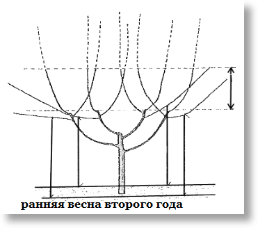 Схема обрезки черешни