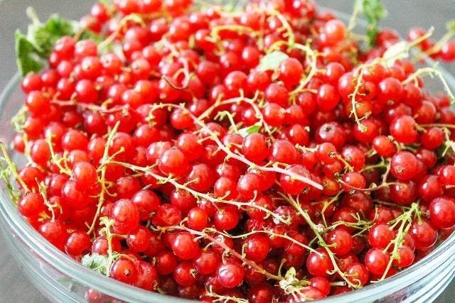 Урожай &laquo;Сахарной&raquo; красной смородины