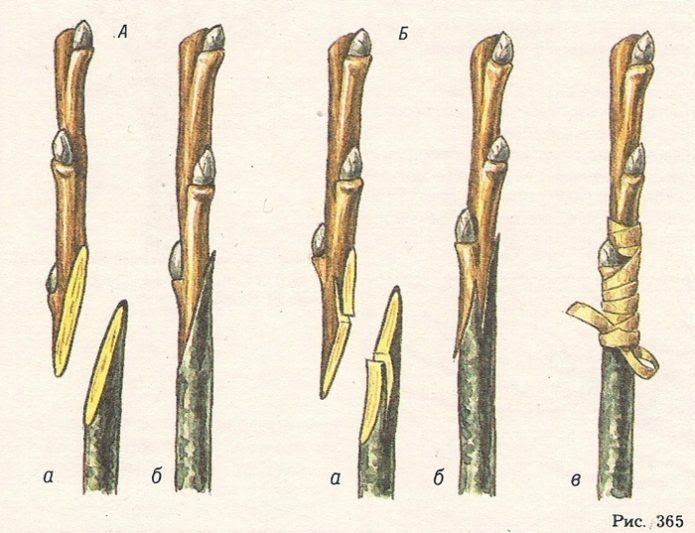 Улучшенная копулировка