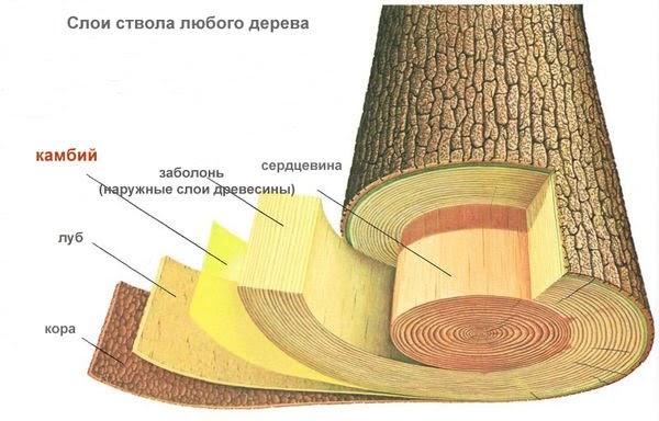 Слои ствола дерева