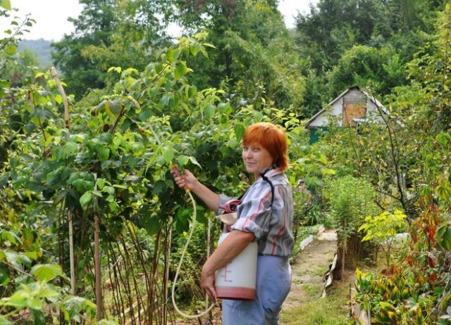 Как вырастить малину Монтанца: 10 правил отличного урожая