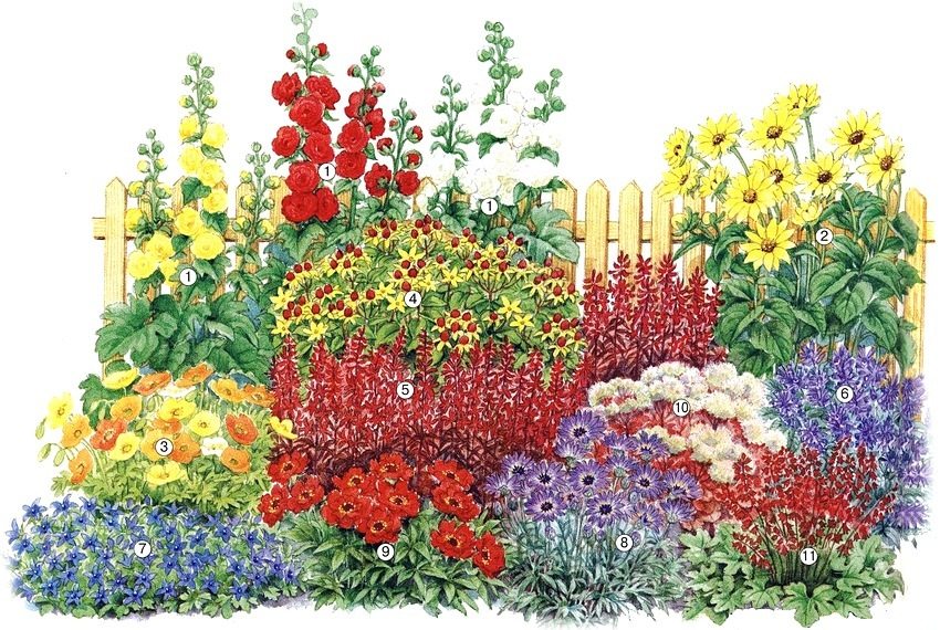 Схема клумбы из многолетников, цветущих в первый год: 1 - шток-роза «Pleniflora» различных расцветок; 2 - подсолнечник десятилепестный; 3 - мак исландский; 4 - зверобой «Hidcote»; 5 - лобелия кардинальская; 6 - котовник «Nepeta faassenii»; 7 - колокольчик Пожарского; 8 - катананхе «Голубой купидон»; 9 - гравилат многолетний; 10 - седум видный; 11 - гейхера гибридная «Miracle»