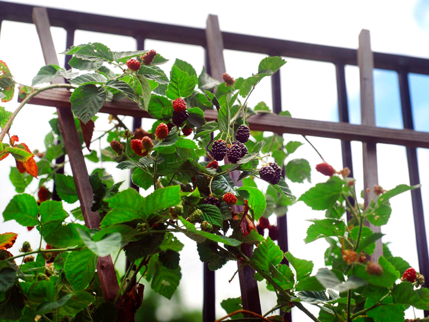 Чтобы кусты малины не ломались их рекомендуется подвязывать