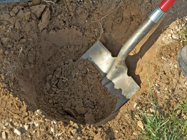 10 вредных садоводческих мифов, в которые мы верим
