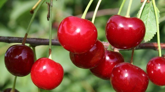 9 экстравагантных фруктовых деревьев и кустарников для вашего сада