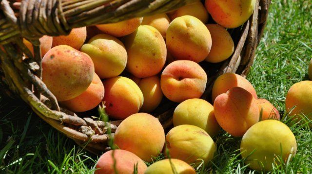 9 экстравагантных фруктовых деревьев и кустарников для вашего сада