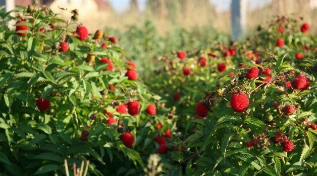 9 экстравагантных фруктовых деревьев и кустарников для вашего сада