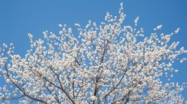 9 экстравагантных фруктовых деревьев и кустарников для вашего сада