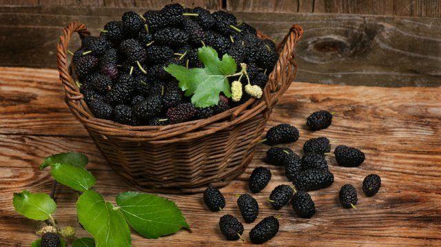 9 экстравагантных фруктовых деревьев и кустарников для вашего сада