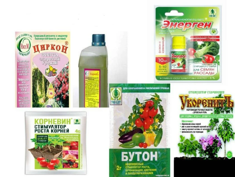 как реанимировать орхидею в домашних условиях