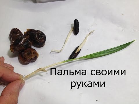 Пальма своими руками