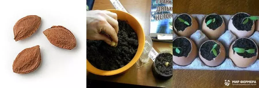Размножение сливы через косточку
