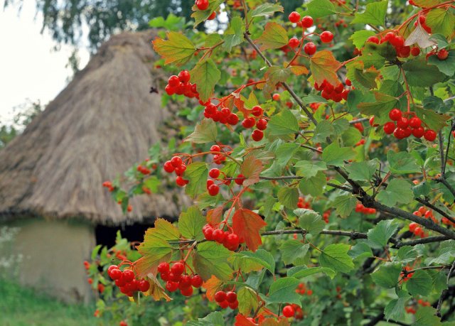 Зачем сажать калину на даче: все преимущества куста