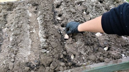 Главные правила посадки осенью озимого чеснока