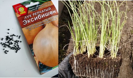 Когда и как сеять лук Эксибишн на рассаду