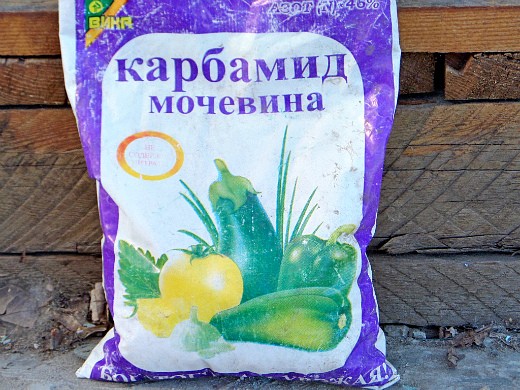 Как повысить урожайность клубники