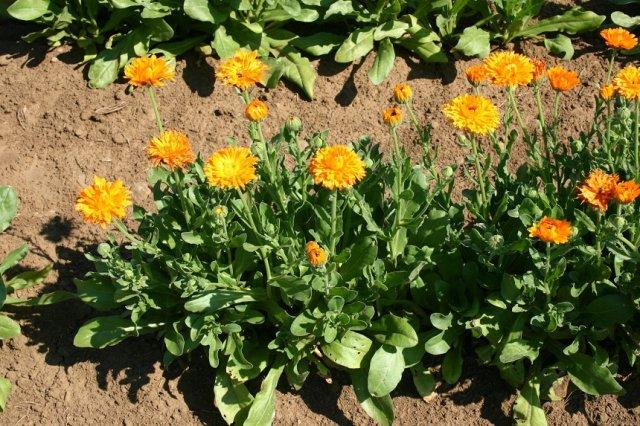 5 цветов, которые должны быть на вашем участке