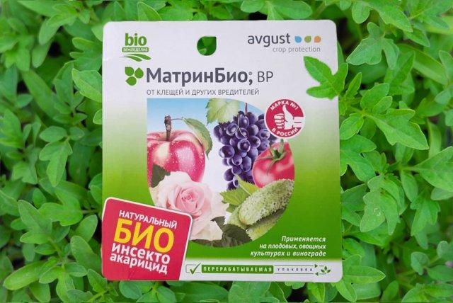 5 главных вредителей теплиц и как от них избавиться