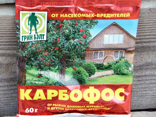Болезни и вредители абрикосов
