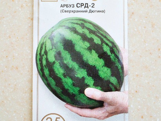Лучшие сорта арбузов, с фото и описанием
