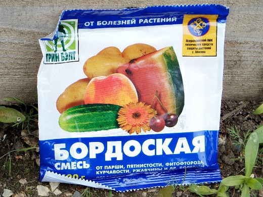 Болезни и вредители груш