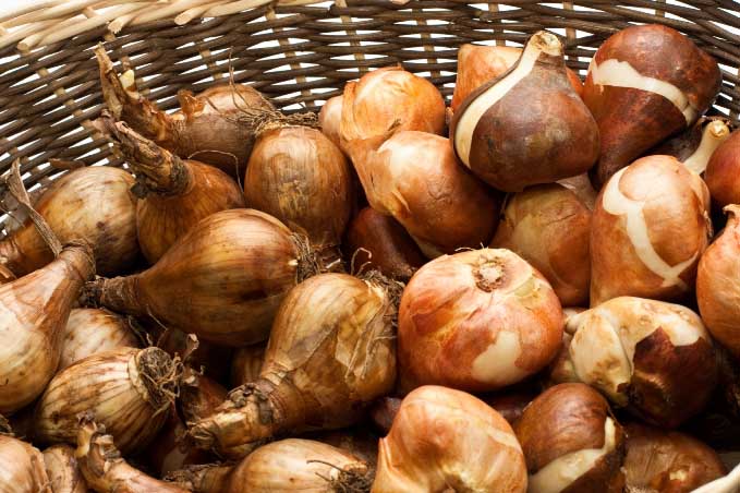 Нарциссы характеризуются плотными луковицами