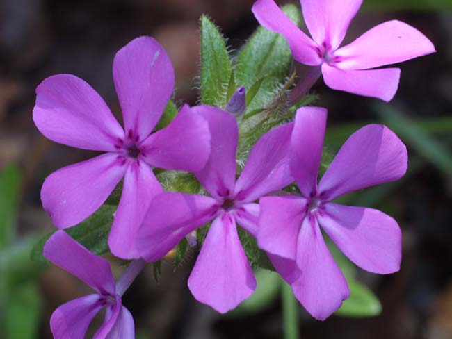 Флокс прелестный (Phlox amoena)