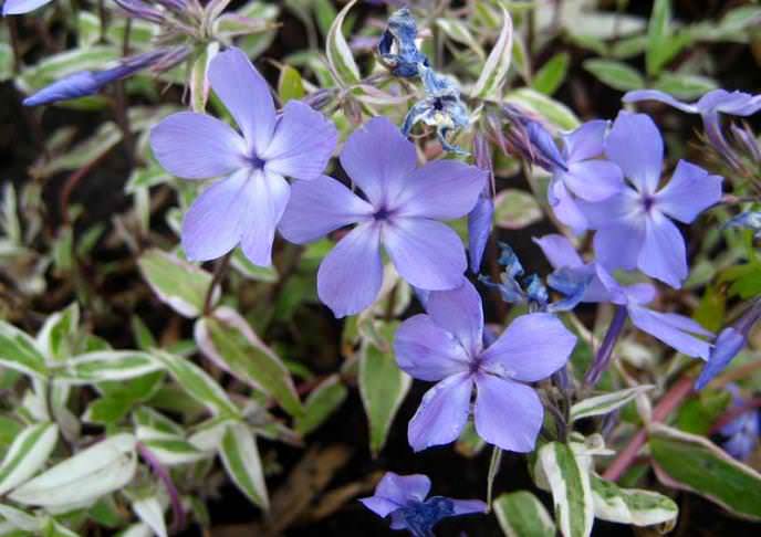 Флокс растопыренный (Ph. divaricata)