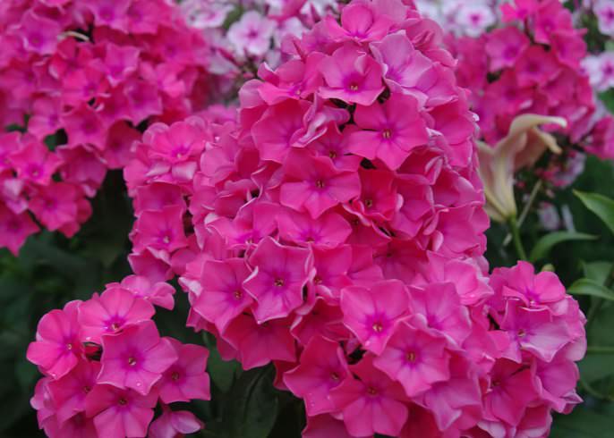 Флокс Виндзор (Windsor)