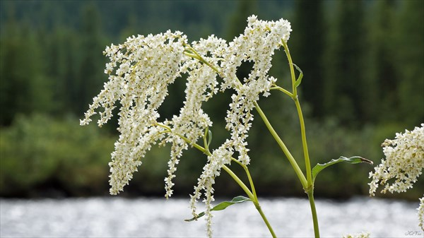 Альпийский горец