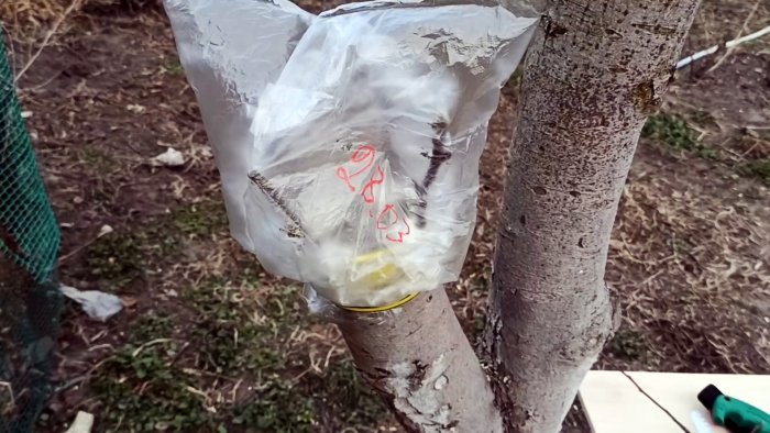 Как сделать весеннюю прививку яблони на толстый привой