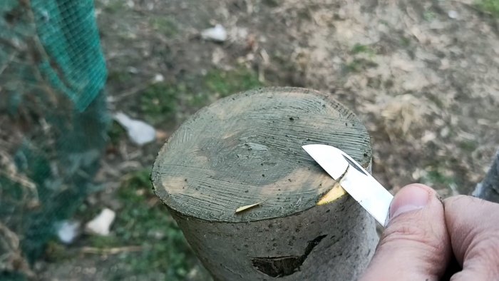 Как сделать весеннюю прививку яблони на толстый привой