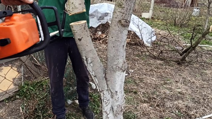 Как сделать весеннюю прививку яблони на толстый привой