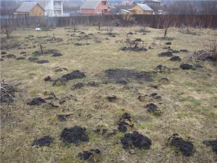 Кроты на дачном участке могут серьезно испортить ландшафт и повлиять на урожаи