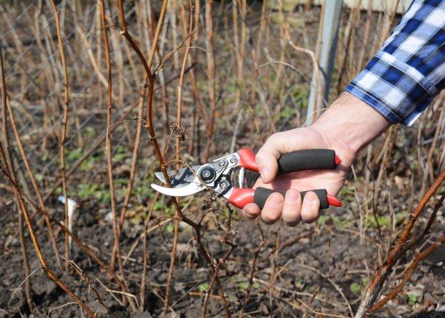 Когда обрезать деревья и кустарники весной, чтобы не потерять урожай