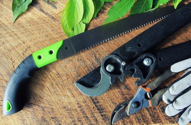 Когда обрезать деревья и кустарники весной, чтобы не потерять урожай
