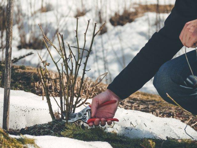 Почему бутоны роз чернеют после зимы 