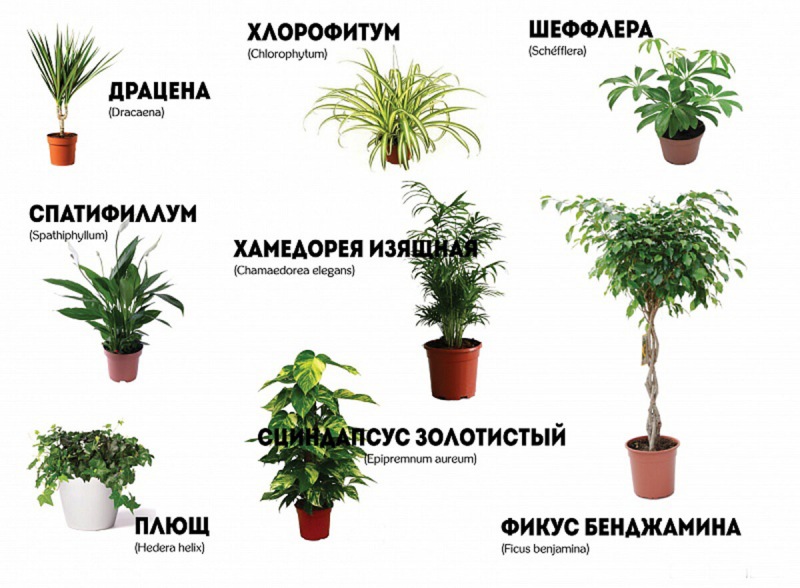 Самые полезные комнатные растения, очищающие воздух в доме