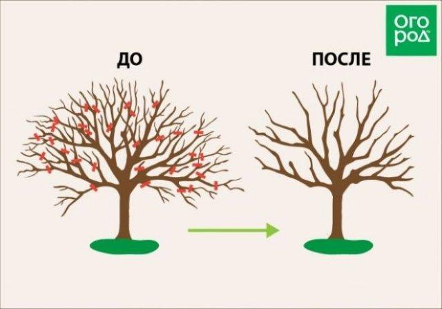 Бережная обрезка старых яблонь: как не погубить дерево