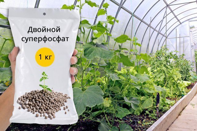 Суперфосфат: подробная инструкция по применению удобрений