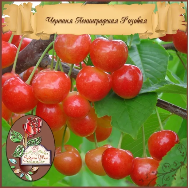 Ленинградская розовая