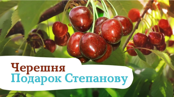 Подарок Степанову