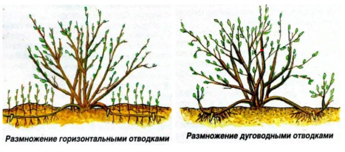 Форзиция описание кустарника