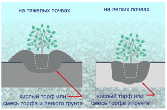 Рододендрон &mdash; посадка, уход