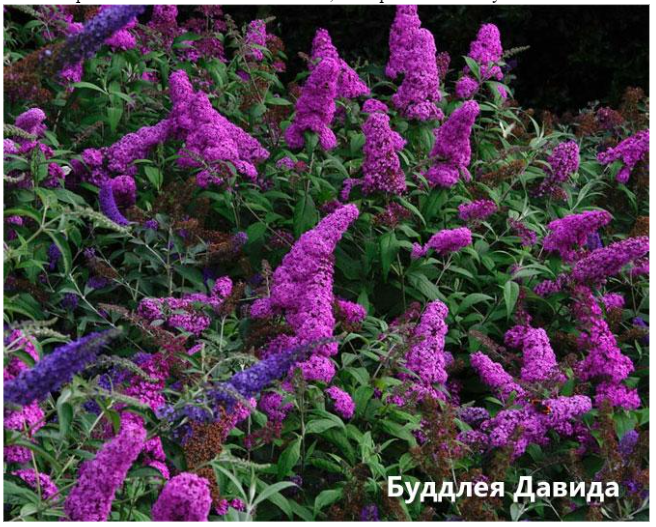 Буддлея &mdash; посадка и уход в открытом грунте