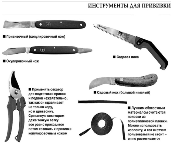 Прививка груши на яблоню